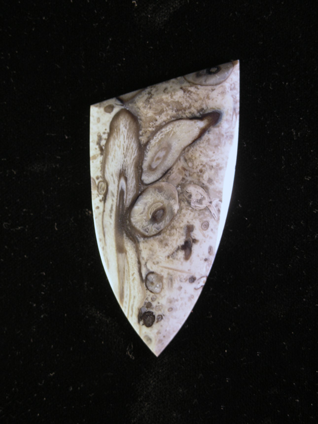 Traded Palm Root Agate 860T  :    Dark outter rings on these well replaced Palm Roots.