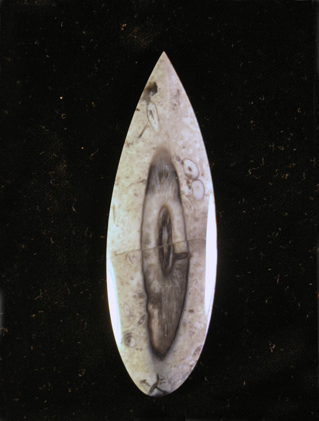 Traded Palm Root Agate 861T