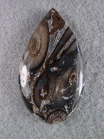 Traded Palm Root Agate 1151T  :  description
