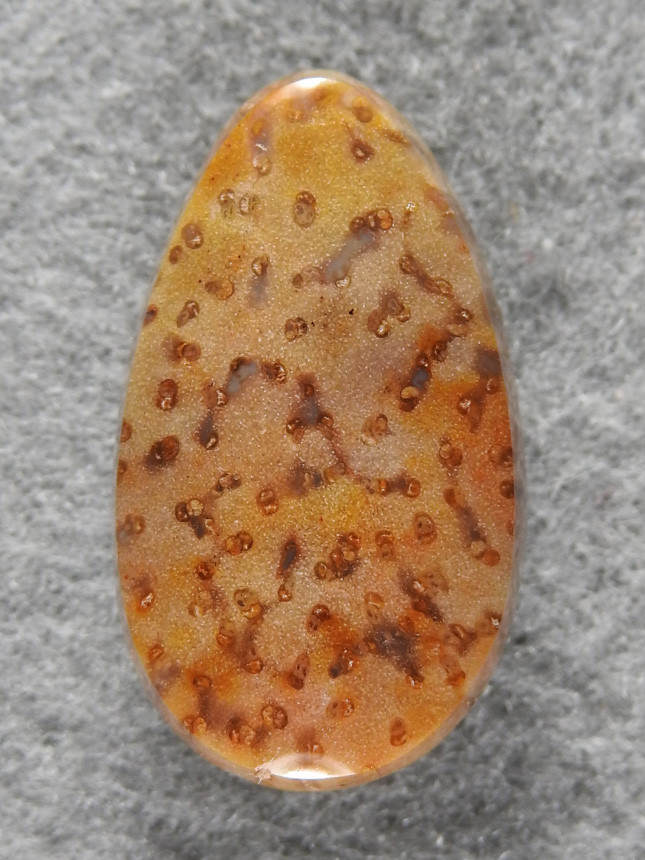 Petrified Palm Wood 1615 : A gemmy Palm Wood cab that is more in the Oranges 