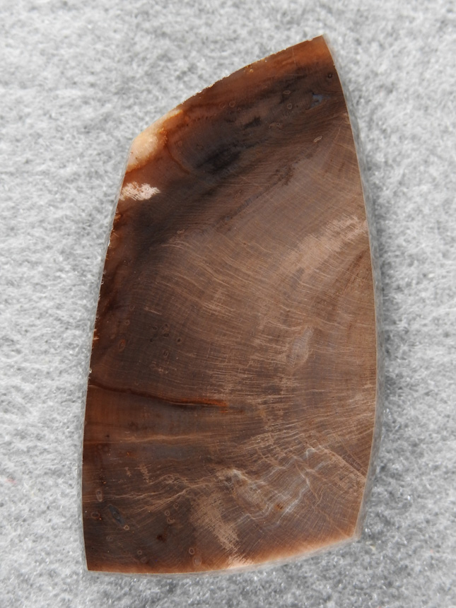 Petrified Wood 1628 : A large flat can of high quality petrified Wood.