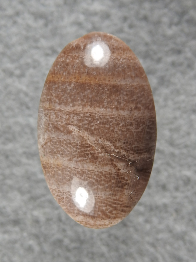 Petrified Wood 2222 : Black Locust Wood from what is now Red Rock Canyon State Park.